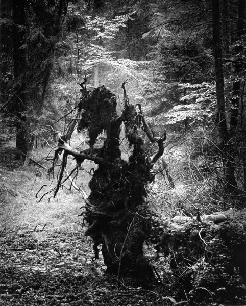 fot_Pawel Piersinski_z cyklu Puszcza Jodlowa_Lesny stwor_brom_1969_2