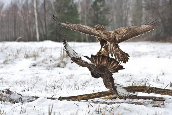 fot. Mateusz Kołodziej, "Zimowe zapasy"