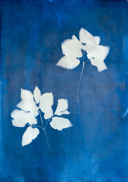 Cyjanotypia_III_brystol30_40_Marta_Laube